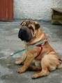 Sedc Ayla - 23.10.2004