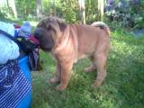 To prdlo pkn voni :) - 18.9.2004