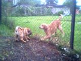 Haf Haf - 2.10.2004